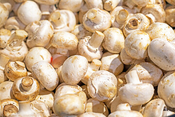 fresh champignons in a container in a supermarket. Vegetable protein
