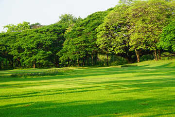 Fresh green lawns in the park. Blur nature bokeh green park trees in morning.