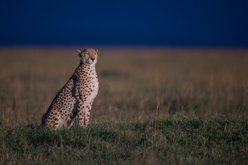 cheetah in the African Savannah 