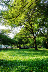Fresh green lawns in the park. Blur nature bokeh green park trees in morning.