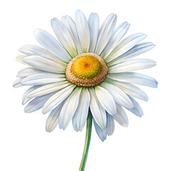 Watercolor white daisy flower illustration isolated on transparent background