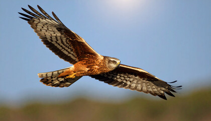 Montagu Harrier bird 