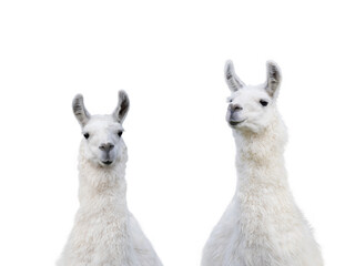 two llama isolated on white background