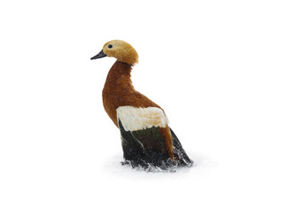 Ruddy Shelduck duck standing with wings down in water isolated on white background