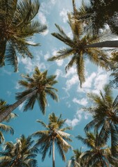Obraz premium Coconut palm trees sky outdoors tropical.