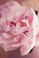 Beautiful Peony flower bouquet white and pink with silky smooth petals