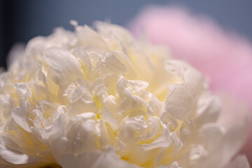 Smooth and beautiful silky petals on a peony flower bouquet