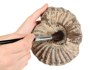 Hands holding ammonite fossil with brush on transparent background for paleontology, archaeology, geology, and scientific discovery concepts.