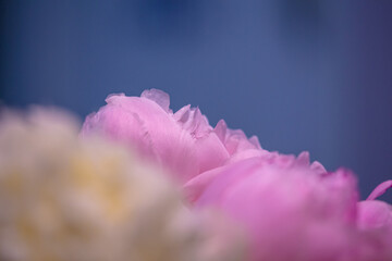 Smooth and beautiful silky petals on a peony flower bouquet