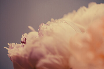 Smooth and beautiful silky petals on a peony flower bouquet