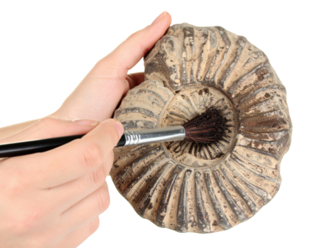 Hands holding ammonite fossil with brush on transparent background for paleontology, archaeology, geology, and scientific discovery concepts.