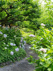 紫陽花が咲く庭園の風景