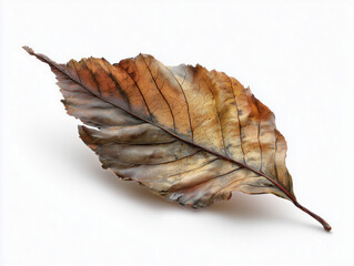Dry leaf, subtle feeling of abandonment and melancholy.