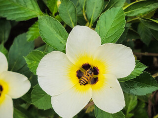 A bee perches on a blooming Turnera ulmifolia or four o'clock flower while searching for nectar....