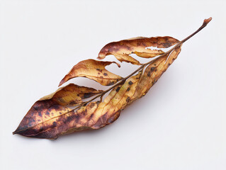 Dry leaf, subtle feeling of abandonment and melancholy.