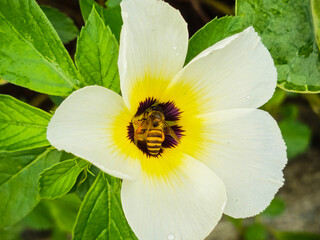 A bee perches on a blooming Turnera ulmifolia or four o'clock flower while searching for nectar....