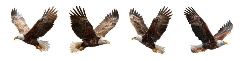 Flying Eagles Isolated on Transparent Background