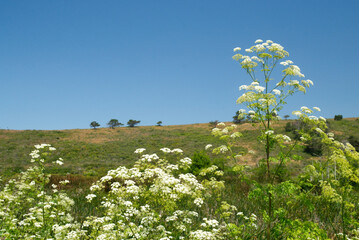 Flowers along the Muddy Hollow trail in Point Reyes