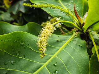 Foliage and flowers of a sea almond tree, Terminalia catappa