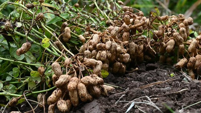Fresh peanuts plants with roots plants harvest of peanut plants. Fresh peanuts plants with roots