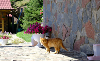 Black and white domestic shorthair cat and red fluffy cat sitting on the sidewalk next to some flowers observing the area. Playing in the garden, feeding, back yard.