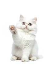 Obraz premium A sitting white persian cat looks at camera and stretch animal kitten pet.