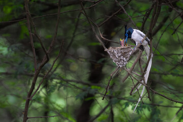 ASIAN PARADISE FLYCATCHER FEEDING ITS CUB 