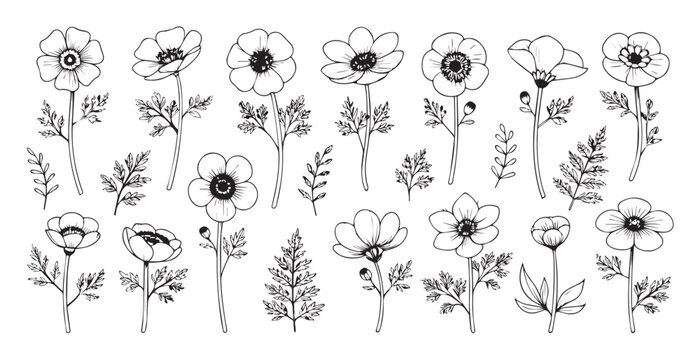 Collection of anemone flowers and leaves in a delicate line drawing silhouette