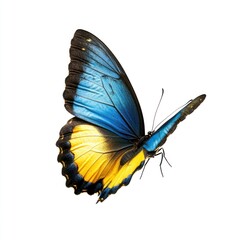 A flying blue yellow butterfly photography background insect.