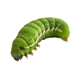A vibrant, fat green caterpillar crawling along, a common garden insect larva isolated on a transparent background png