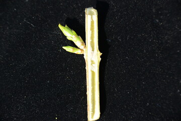 Forsythia Stem Cross Section with Buds