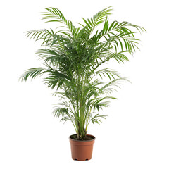 Fototapeta premium A beautiful parlor palm (chamaedorea elegans) in a simple pot for indoor decorating isolated on a transparent background png