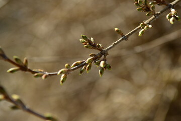 Forsythia trunk and intersecting branches in winter