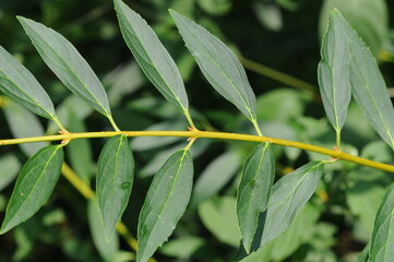 Forsythia summer branch with fully developed leaves