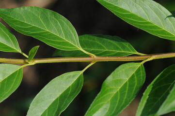 Forsythia summer branch with fully developed leaves