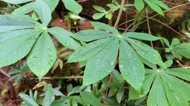 Lush Green Cassava Leaves with Raindrops in Tropical Sri Lankan Garden