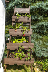 Wooden star ladder as a flower stand for colorful flowers in the garden, garden decoration, garden flower stand idea