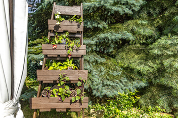 Wooden star ladder as a flower stand for colorful flowers in the garden, garden decoration, garden...