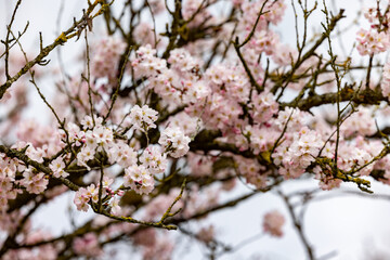 The breathtaking and stunning display of delicate pink cherry blossoms blooms beautifully against a serene backdrop