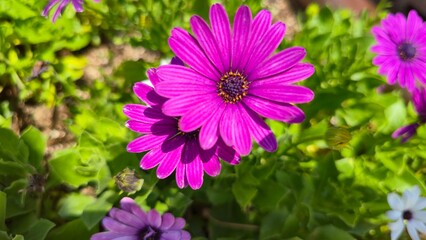 Obraz premium Close-up beautiful blooming flowers