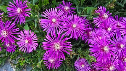Close-up beautiful blooming flowers