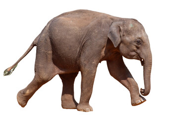 Obraz premium A baby elephant is walking on a white background