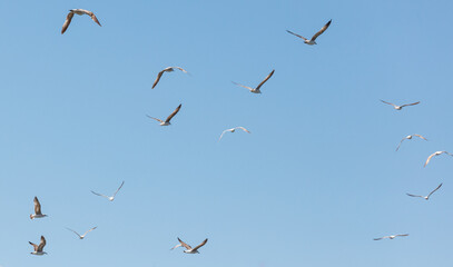 A flock of seagulls flying in the sky
