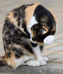 A cat is sitting on a brick sidewalk and appears to be scratching itself
