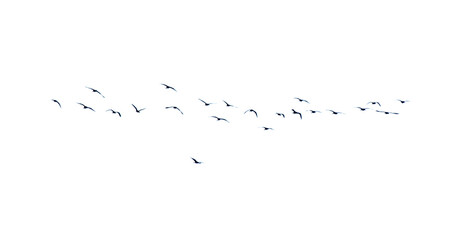 A flock of birds flying in the sky isolated on a white background.