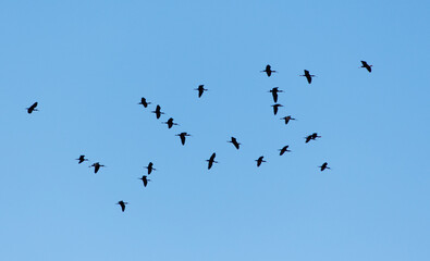 A flock of birds flying in the sky