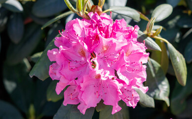 A pink flower with a bee in the center