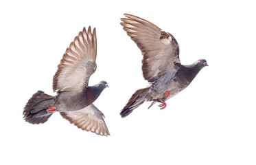 Two pigeons flying in the air