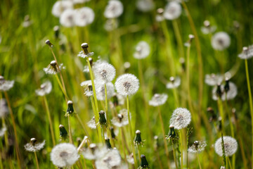 A field of dandelions with a bright sunny day