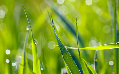 Aphids on a plant stem in nature